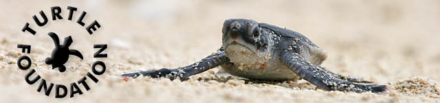 Logo Turtle Foundation