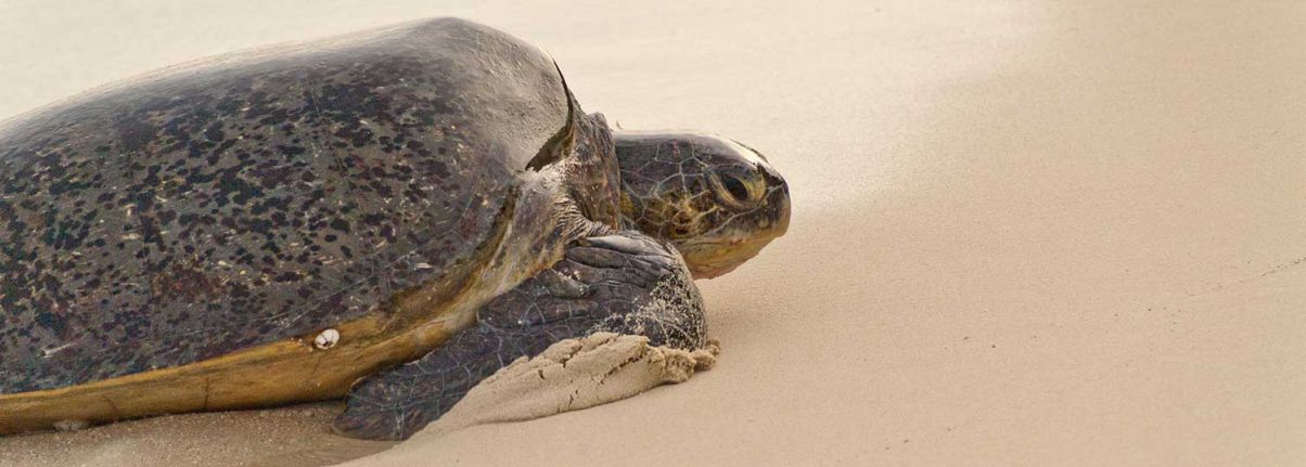 Sea turtles: biology and natural history | Turtle Foundation