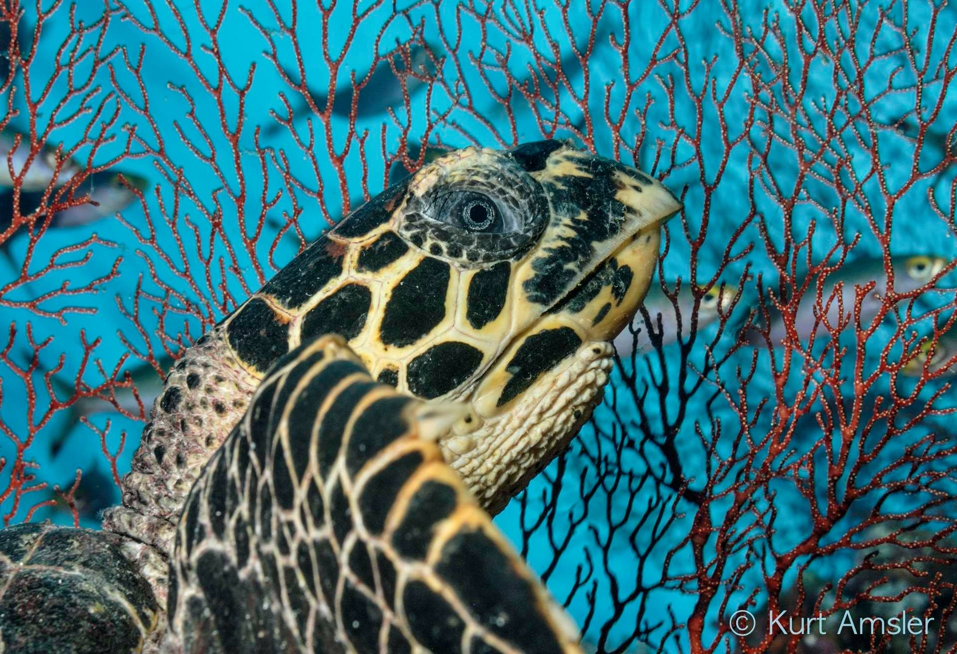 Hawksbill turtle portrait by Kurt Amsler