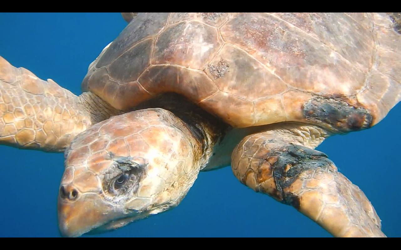 Release of loggerhead turtle Luisa