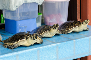 Stuffed hawksbill turtles sold on Derawan