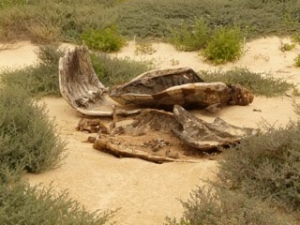 2010 killed turtle