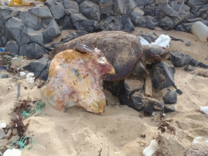 killed turtle