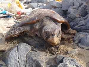 killed turtle