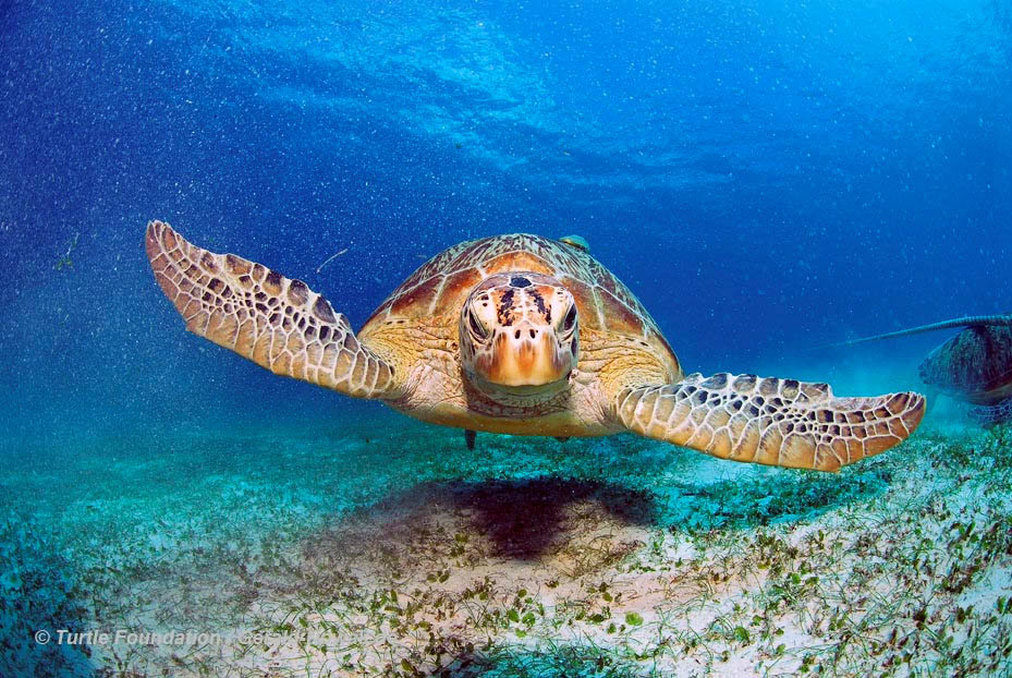 Green Turtle photograph by Gerald Nowack