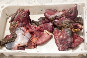 turtle meat