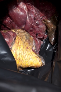 turtle meat