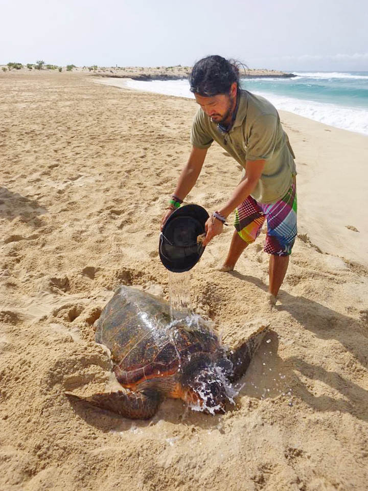 Turtle Rescue Curral Velho August 2016