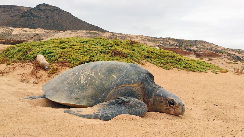 Olive ridley sea turtle on Boavista