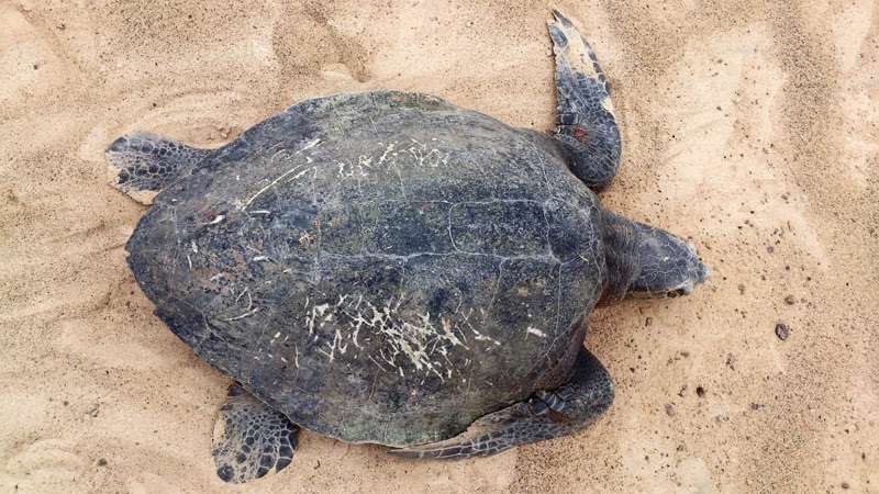 Olive ridley sea turtle on Boavista