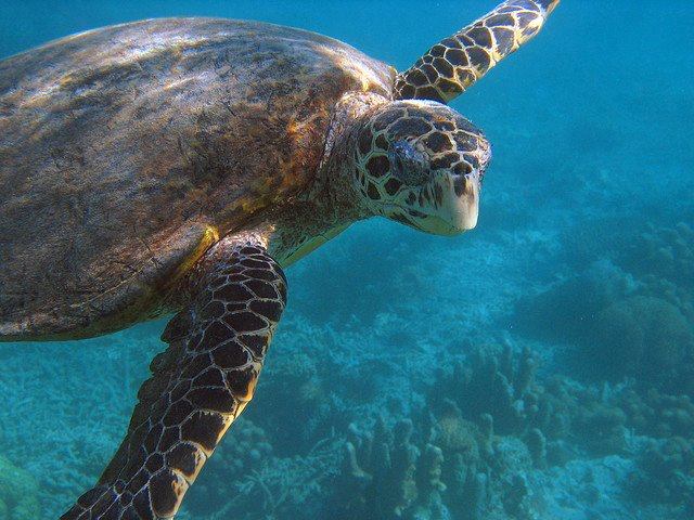 Save Green Sea Turtles