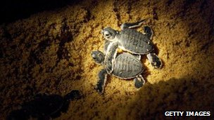 New law to protect Puerto Rico leatherback turtles