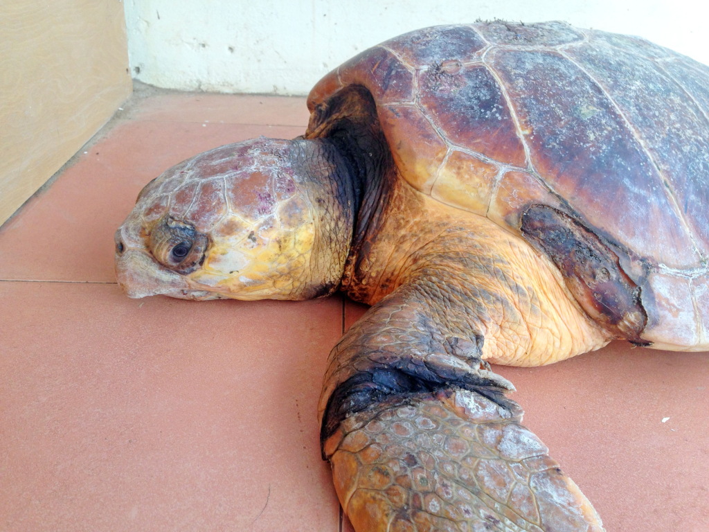 The injured turtle shows marks from nets