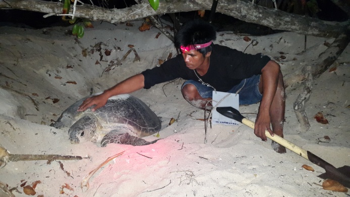 Hana report November 2015 – nesting turtle