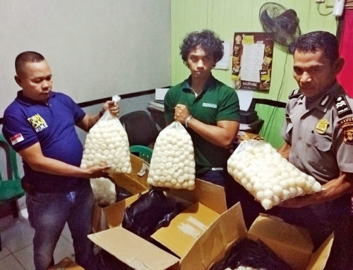4.600 geschmuggelte Eier geschützter Meeresschildkröten in Tanjung Redeb konfisziert