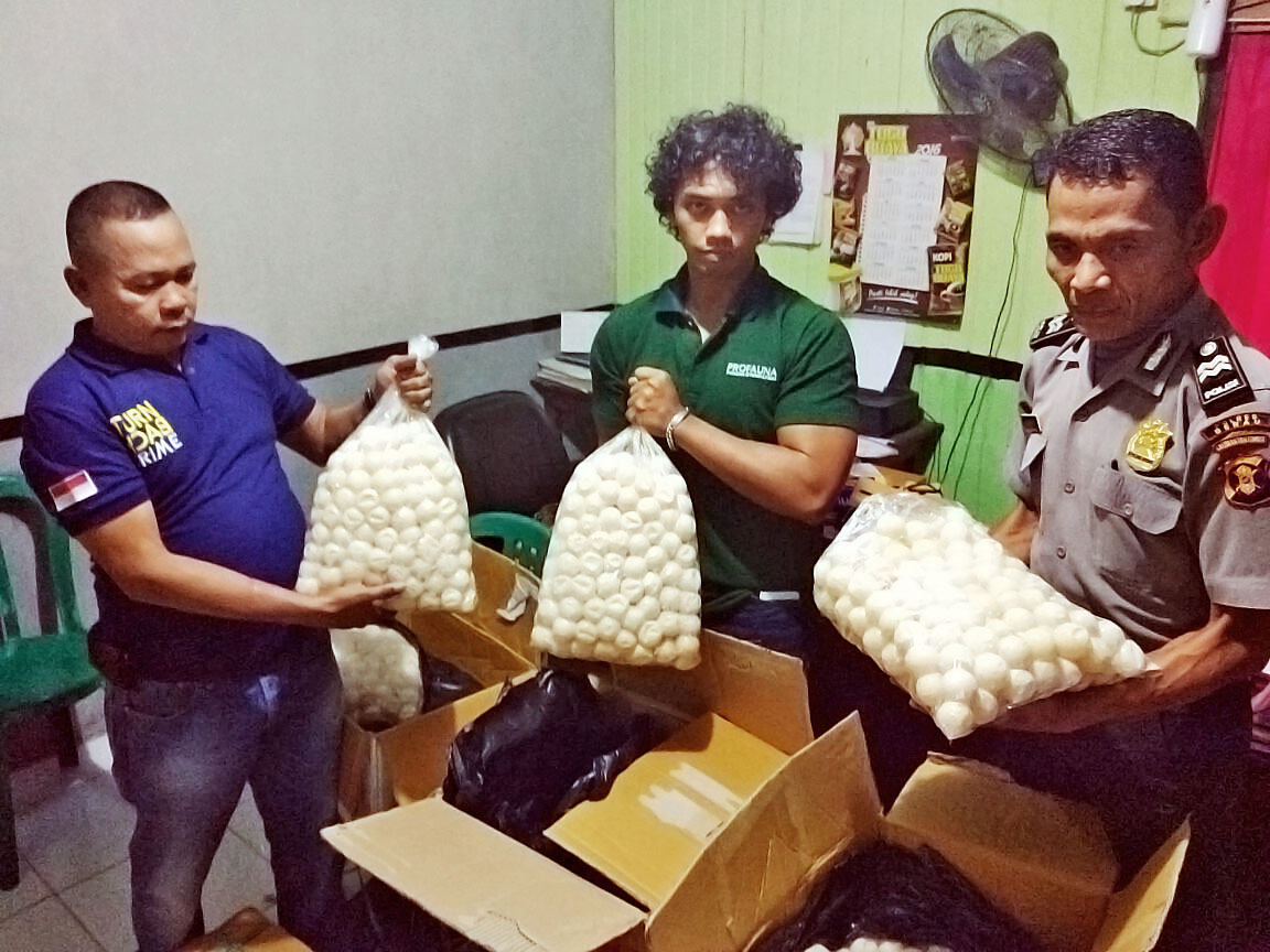 ProFauna in police office in Tanjung Redeb with confiscated turtle eggs
