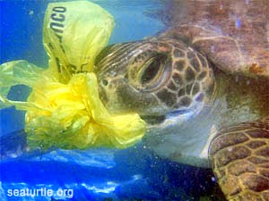 Sea turtle eating plastics