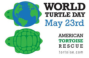 Happy World Turtle Day 14 Turtle Foundation
