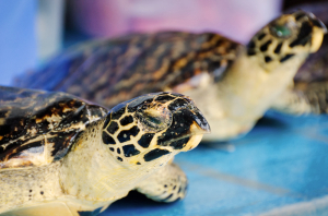 Ausgestopfte Echte Karettschildkröten angeboten auf Derawan