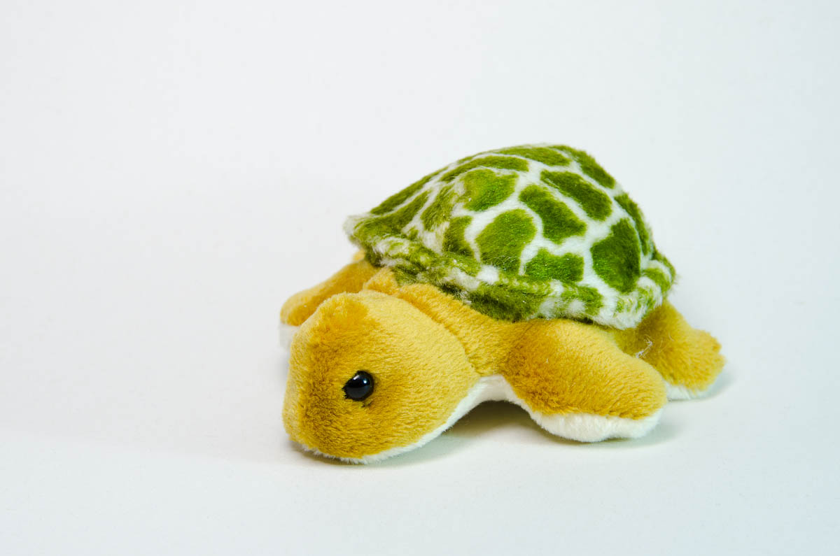 Mini turtle with magnet