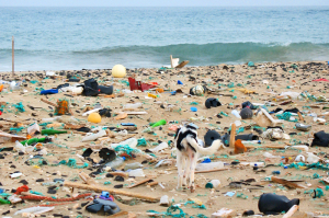 IMG_1407_Boavista_Pollution_800px Müll am Strand