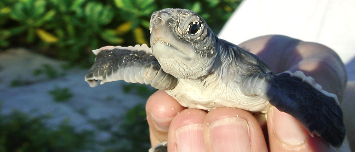 Green turtle hatchling Donation Spenden Doar - turtle hatchling