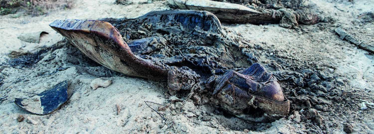 Überreste einer getöteten Meeresschildkröte am Strand