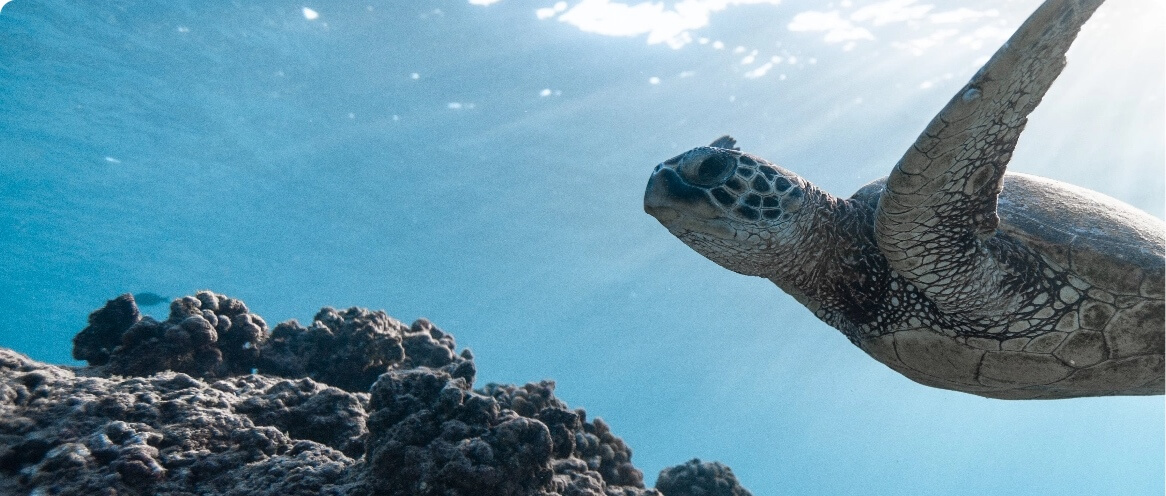 Unechte Karettschildkröte unter Wasser