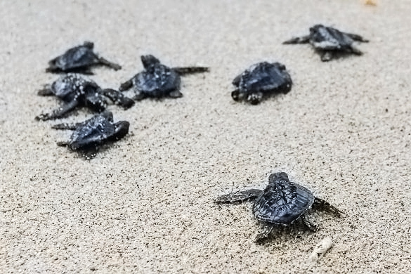 Loggerhead sea turtle hatchlings (image: Sapo Noticias, Cape Verde)