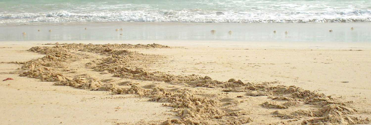 sea turtle tracks on the beach